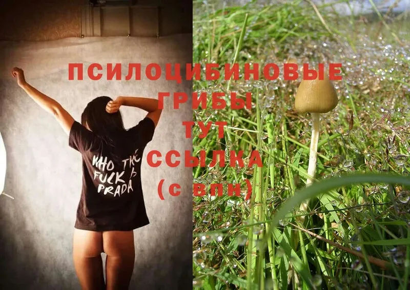 Галлюциногенные грибы Psilocybe Бор